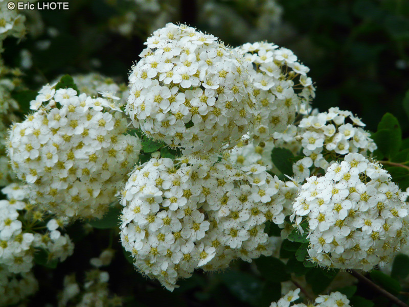  - Spiraea Vanhouttei - 