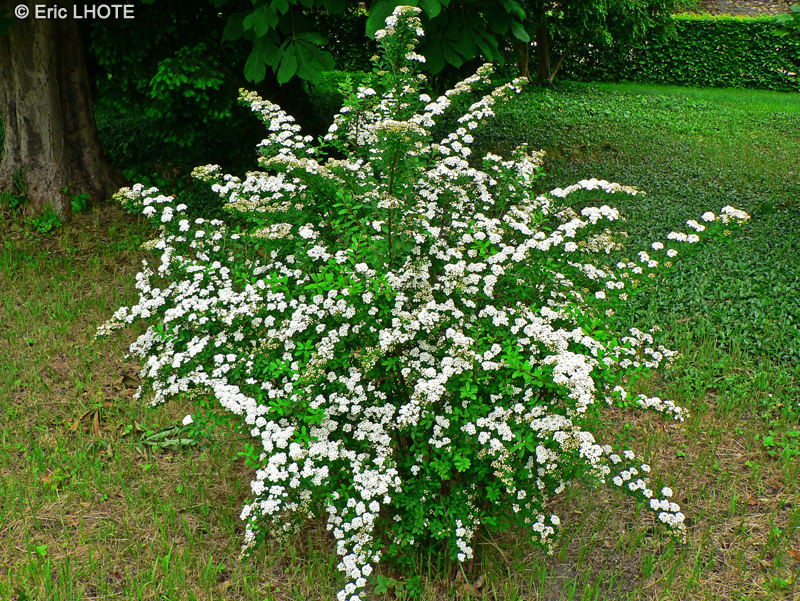 Rosaceae - Spiraea Vanhouttei - Spir&eacute;e de Vanhout