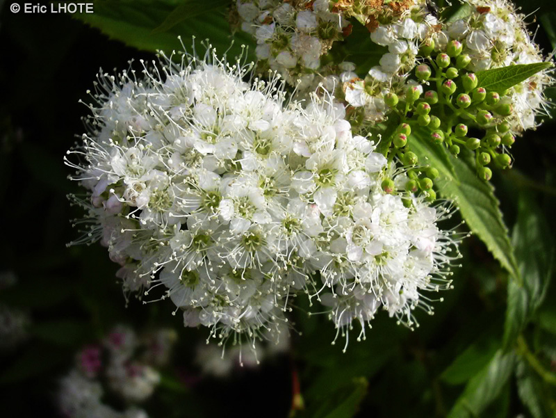  - Spiraea japonica - 