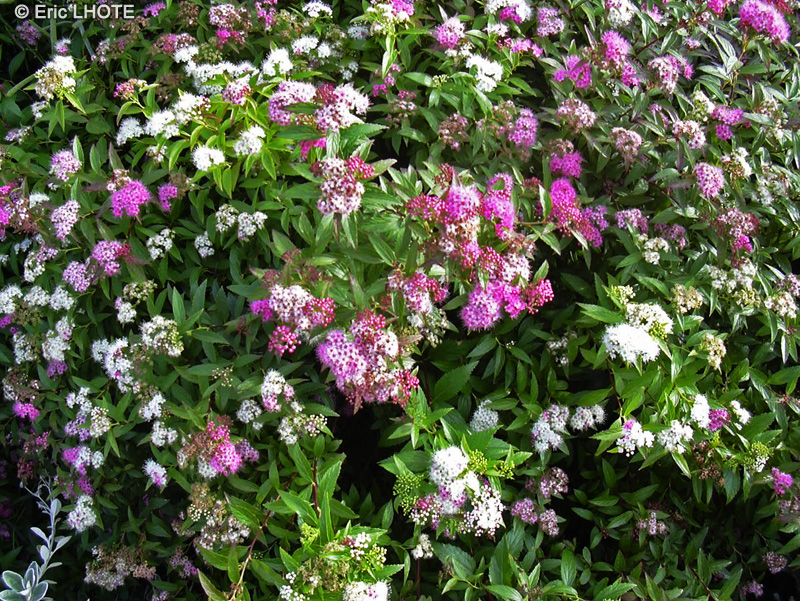  - Spiraea japonica - 