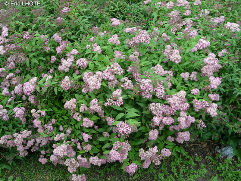  - Spiraea japonica - 