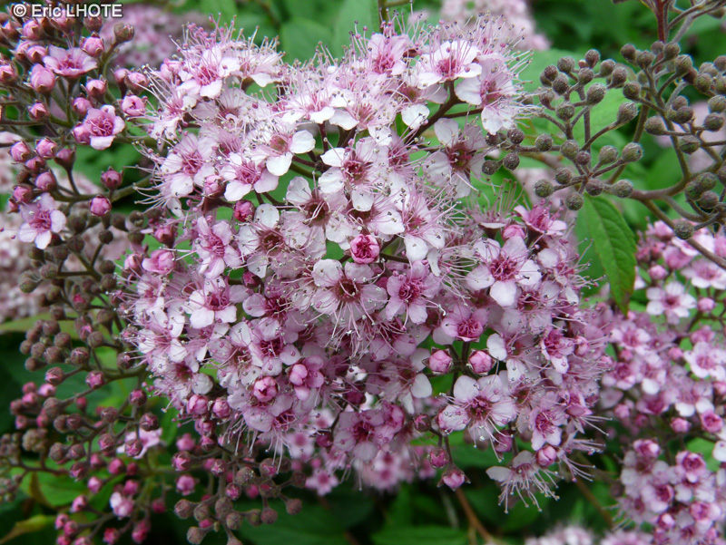  - Spiraea japonica - 