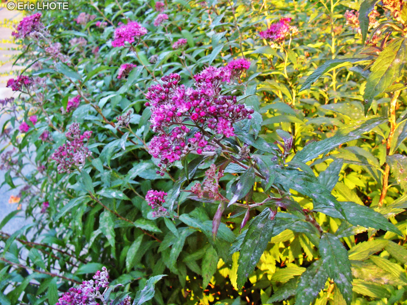 Rosaceae - Spiraea japonica - Spir&eacute;e Japonaise, Spir&eacute;e du Japon