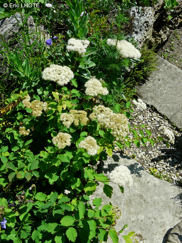 Rosaceae - Spiraea lucida, Spiraea corymbosa var. lucida, Spiraea betulifolia var. lucida - Spir&eacute;e
