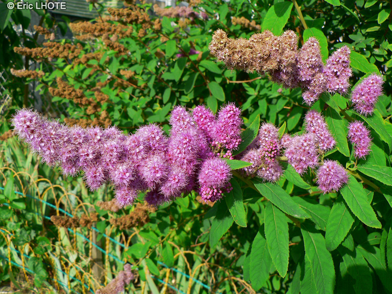 - Spiraea salicifolia - 