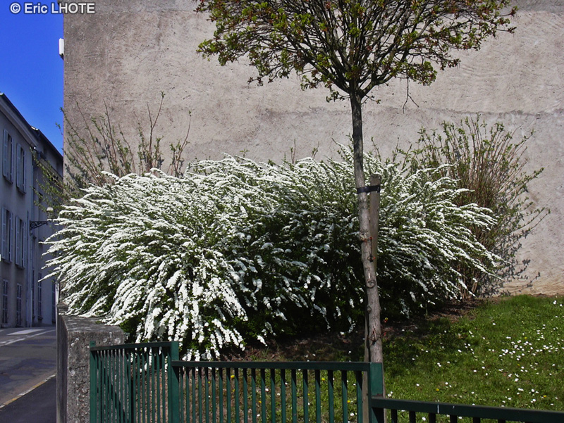 Rosaceae - Spiraea thunbergii - Spir&eacute;e thunbergii