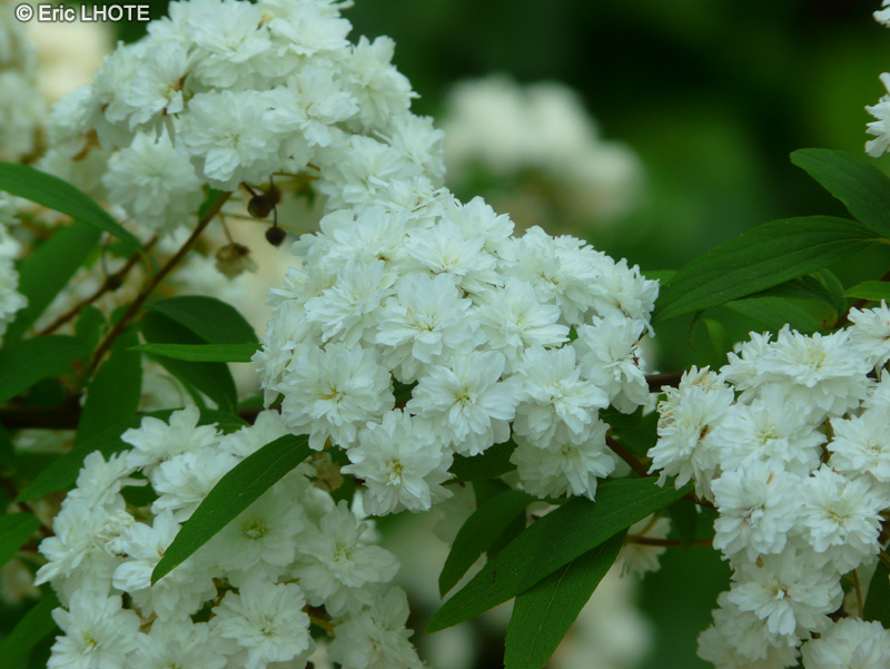  - Spiraea trilobata - 