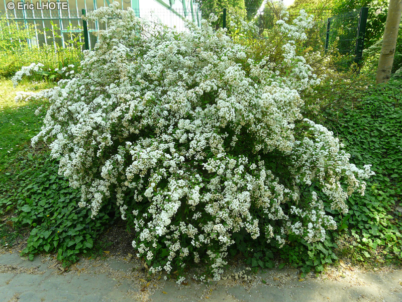 Rosaceae - Spiraea trilobata - Spir&eacute;e