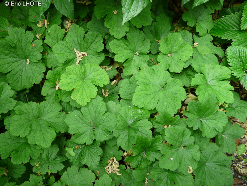 Rosaceae - Waldsteinia geoides - Faux Fraisier, Waldsteinie