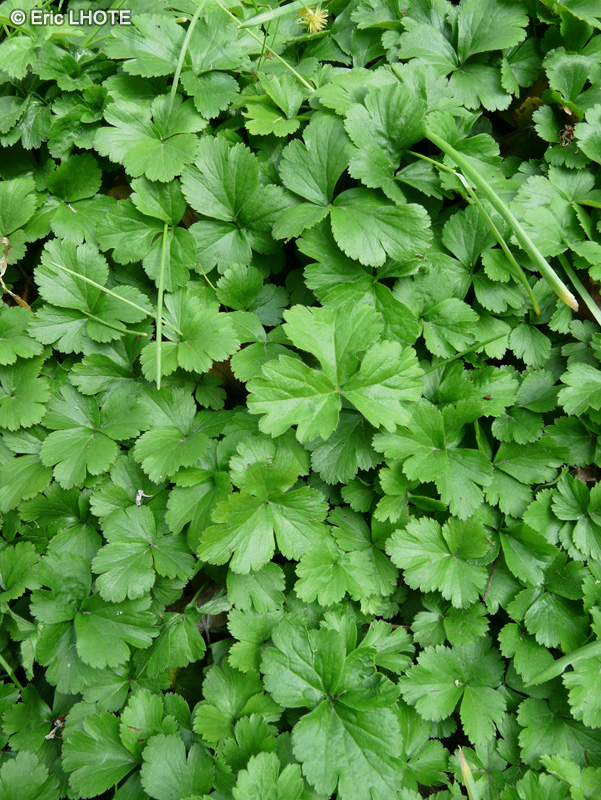  - Waldsteinia ternata - 