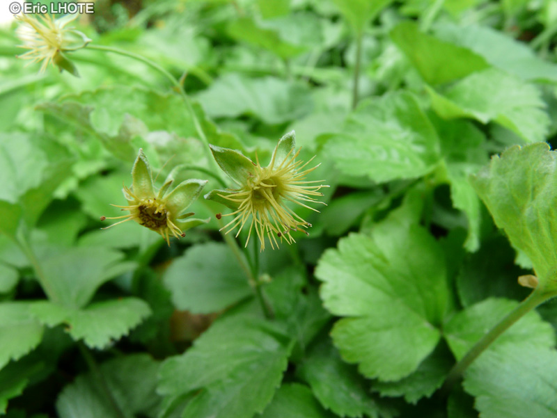  - Waldsteinia ternata - 
