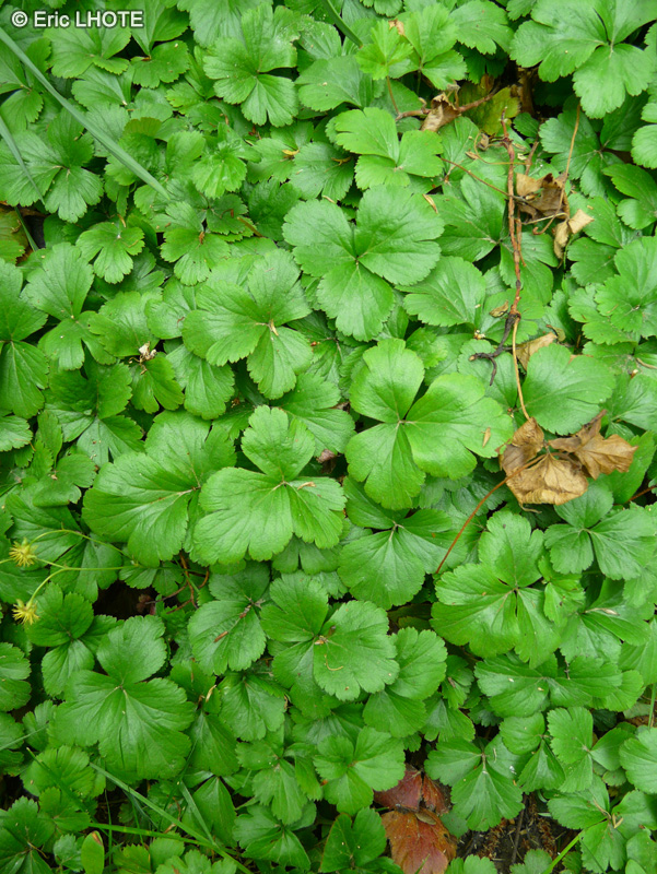  - Waldsteinia ternata - 