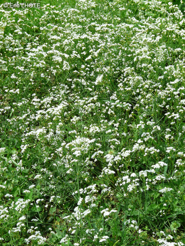 Rubiaceae - Asperula tinctoria - Aspérule des teinturiers