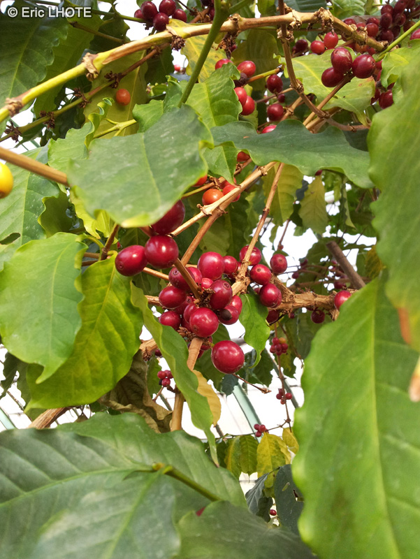  - Coffea canephora - 