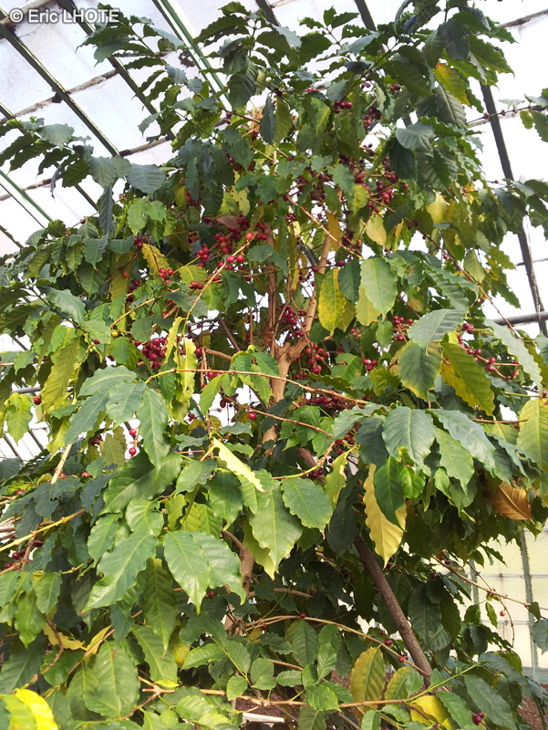  - Coffea canephora - 