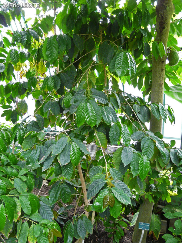 Rubiaceae - Coffea canephora - Caf&eacute; Kouillou, Caf&eacute; robusta