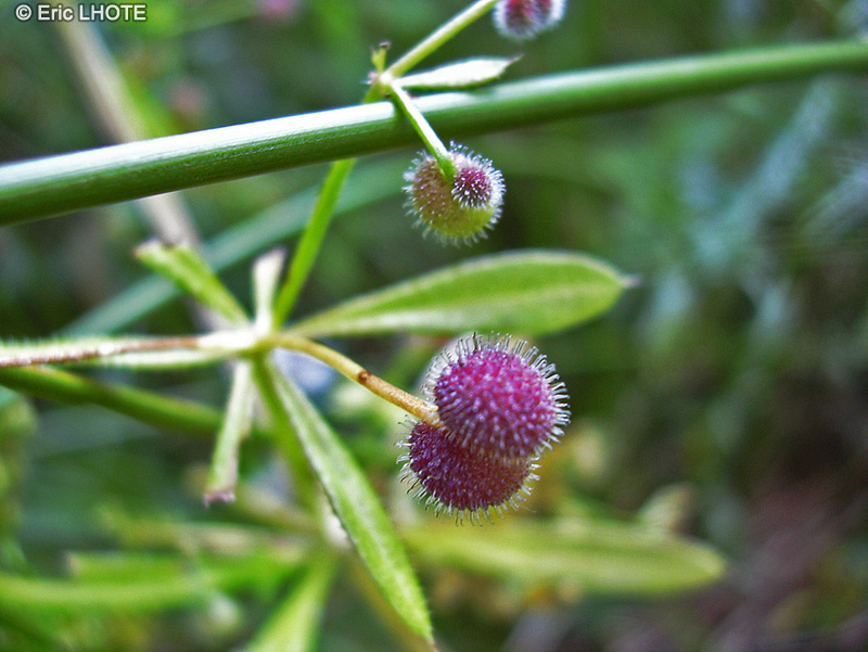 Rubiaceae - Galium aparine - Gailler jaune, Gaillet grateron