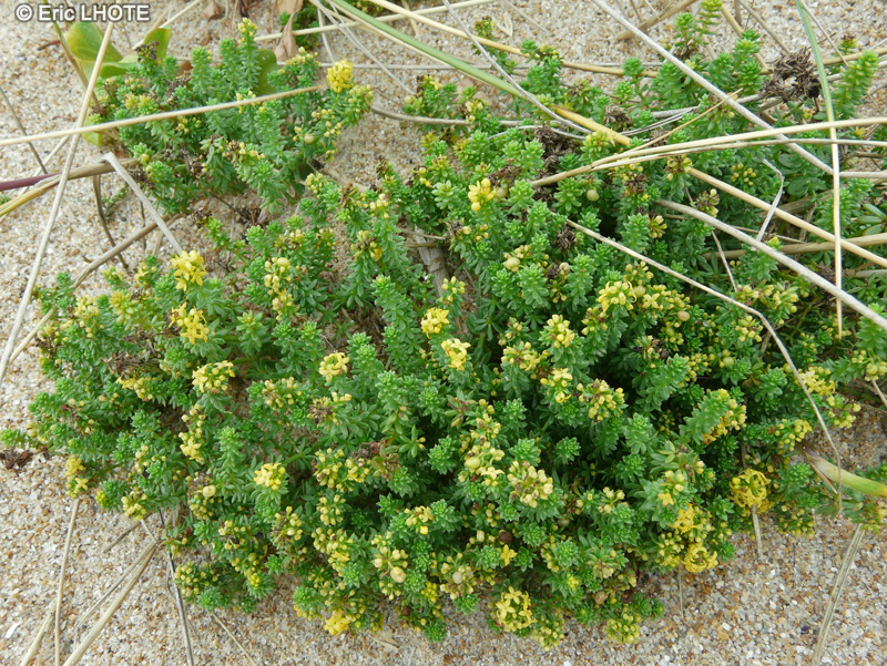  - Galium arenarium - 