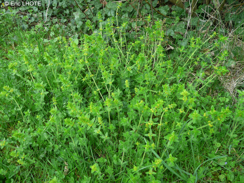  - Galium cruciata, Cruciata laevipes, Valantia cruciata - 