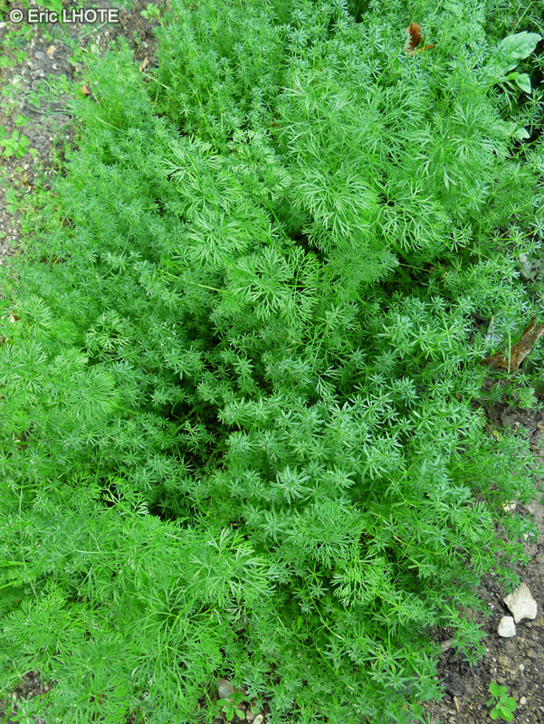 Rubiaceae - Galium fleurotii var. bretonii - Gaillet de Fleurot