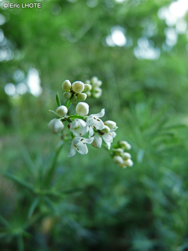  - Galium glaucum, Asperula galioides - 
