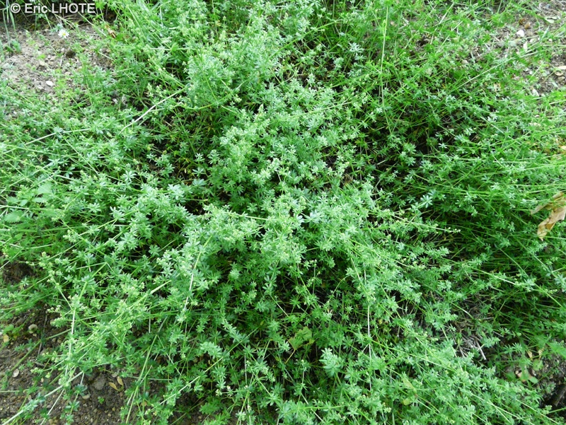  - Galium mollugo - 