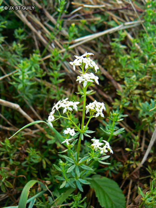 Rubiaceae - Galium mollugo - Gaillet doux, Caille-lait-blanc