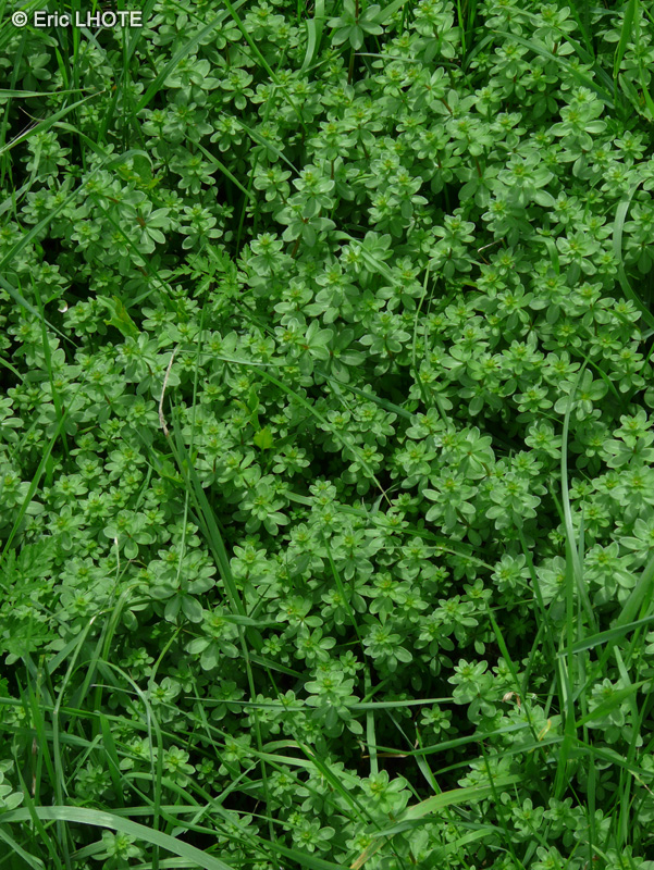  - Galium odoratum, Asperula odorata - 