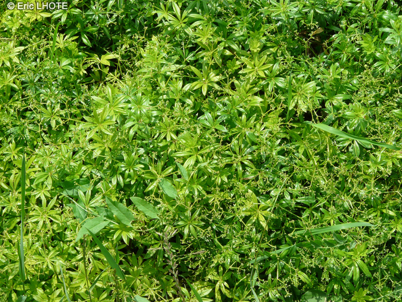  - Galium odoratum, Asperula odorata - 
