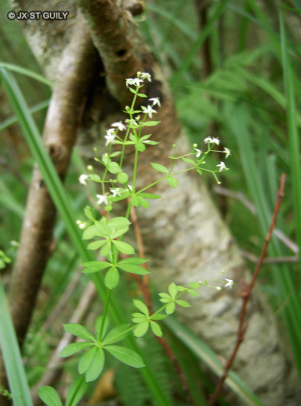 Rubiaceae - Galium palustre - Gaillet des marais