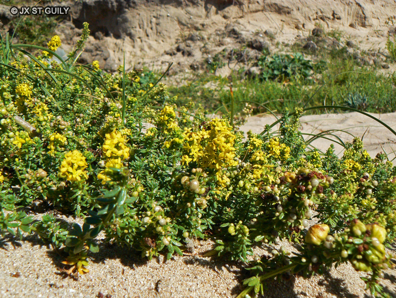 Rubiaceae - Galium verum - Gaillet vrai, Gaillet jaune