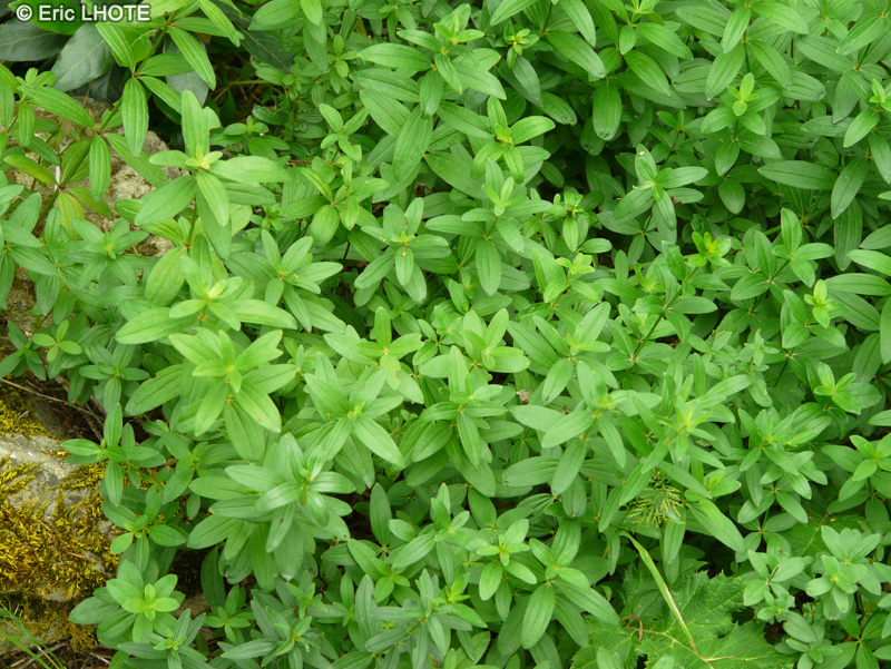 Rubiaceae - Galium x pseudorubioides - Gaillet