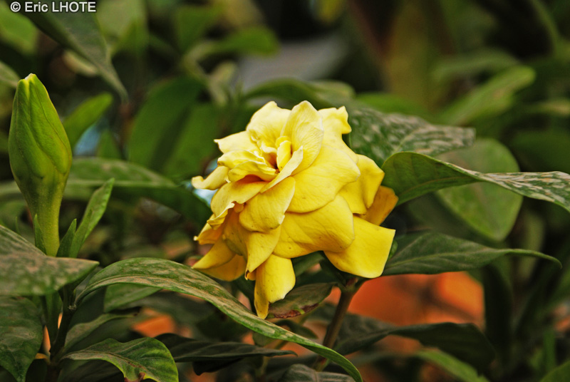  - Gardenia jasminoides - 