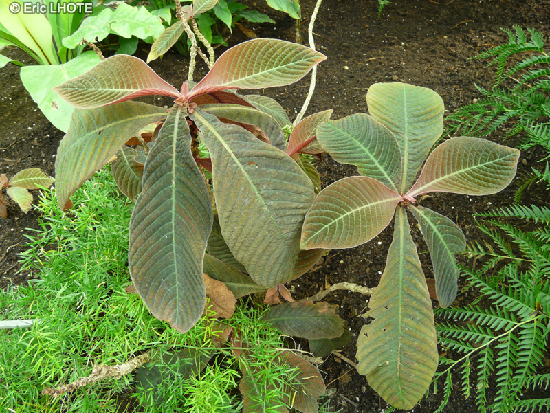  - Hoffmannia bullata - 