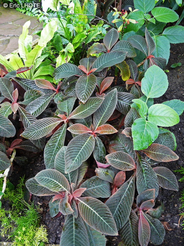 Rubiaceae - Hoffmannia bullata - Hoffmannia