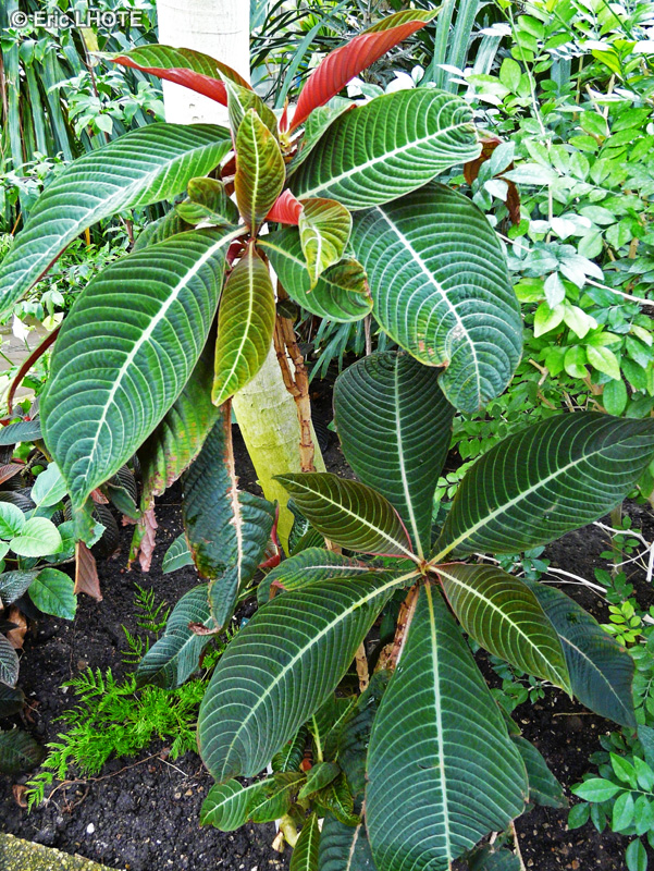 Rubiaceae - Hoffmannia ghiesbreghtii - Hoffmannia