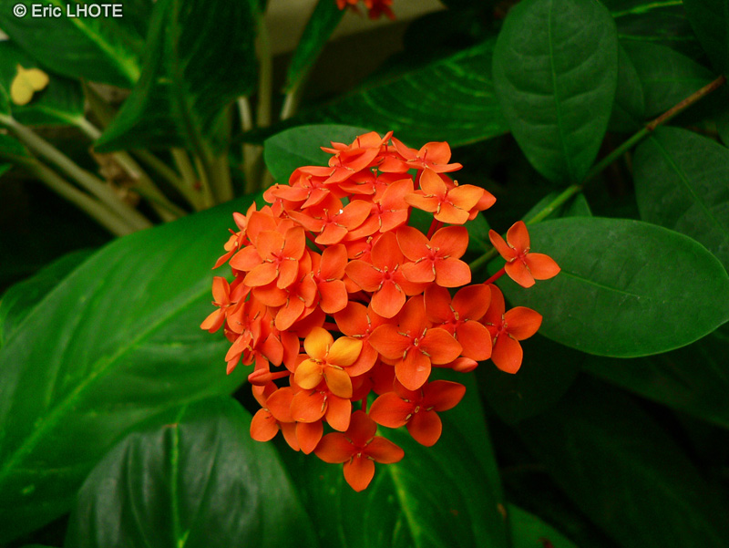  - Ixora coccinea - 