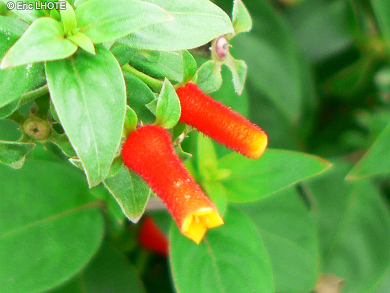  - Manettia bicolor - 