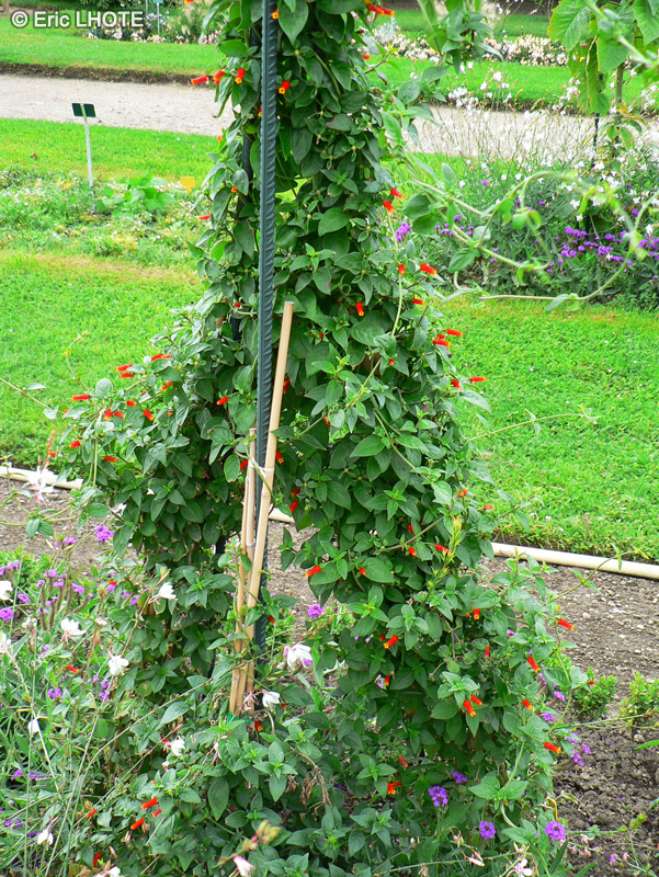 Rubiaceae - Manettia bicolor - Man&eacute;ttie bicolore