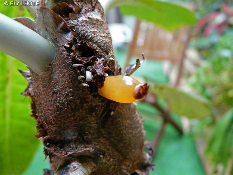  - Myrmecodia tuberosa - 