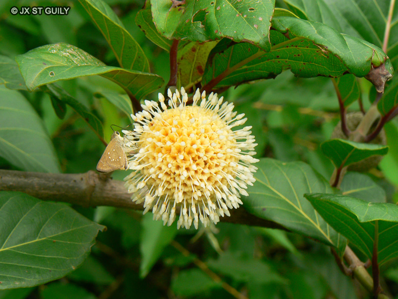  - Nauclea latifolia - 
