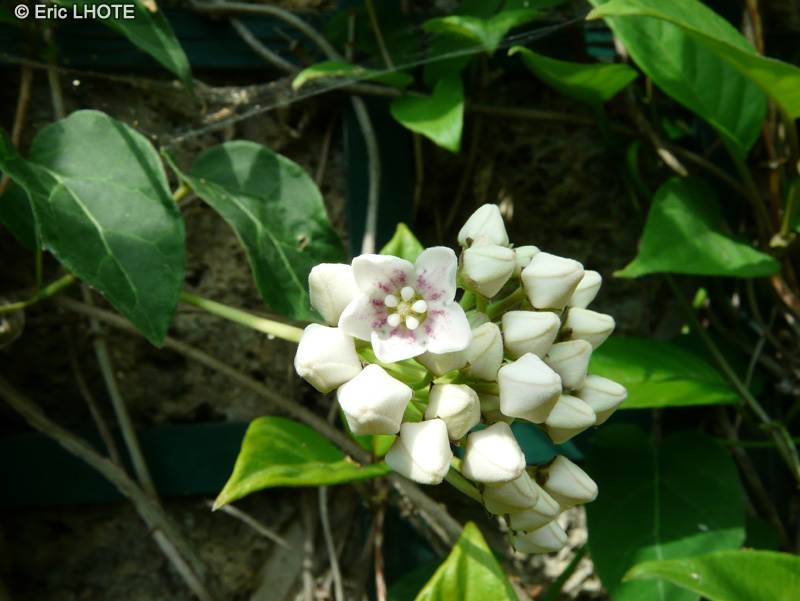  - Paederia scandens - 