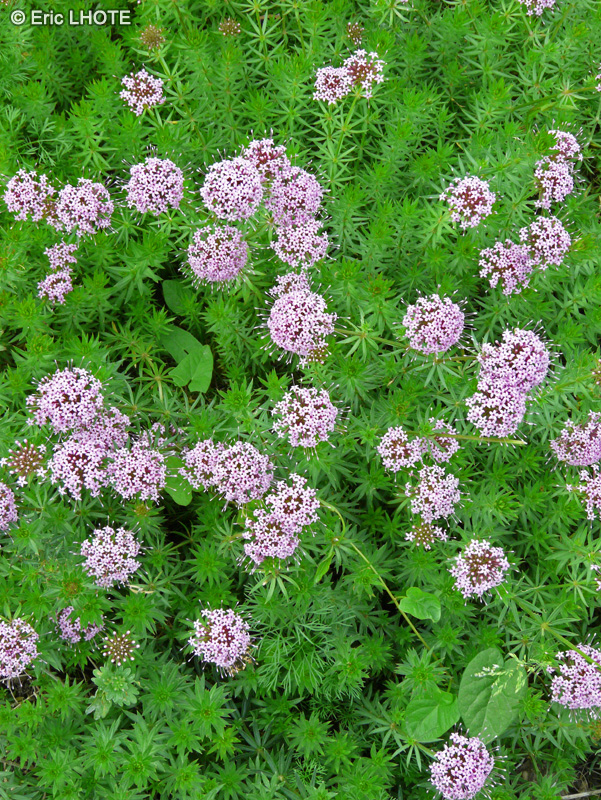 Rubiaceae - Phuopsis stylosa, Crucianella stylosa - Crucianelle &agrave; styles soud&eacute;s