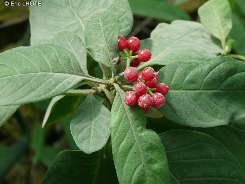  - Psychotria bacteriophyla - 