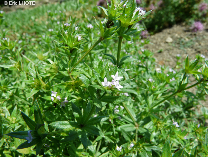 - Sherardia arvensis - 
