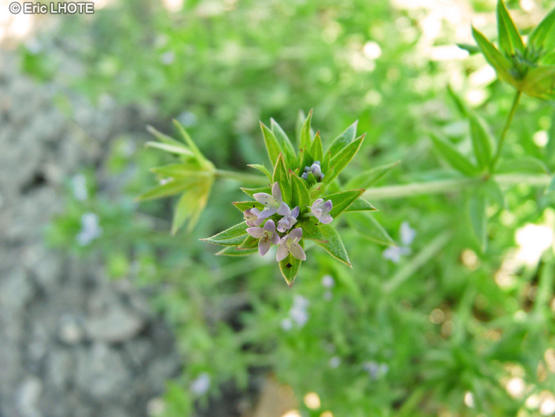  - Sherardia arvensis - 