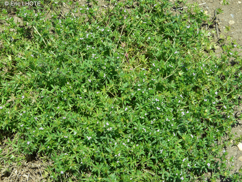 Rubiaceae - Sherardia arvensis - Rubéole des champs, Shérardie