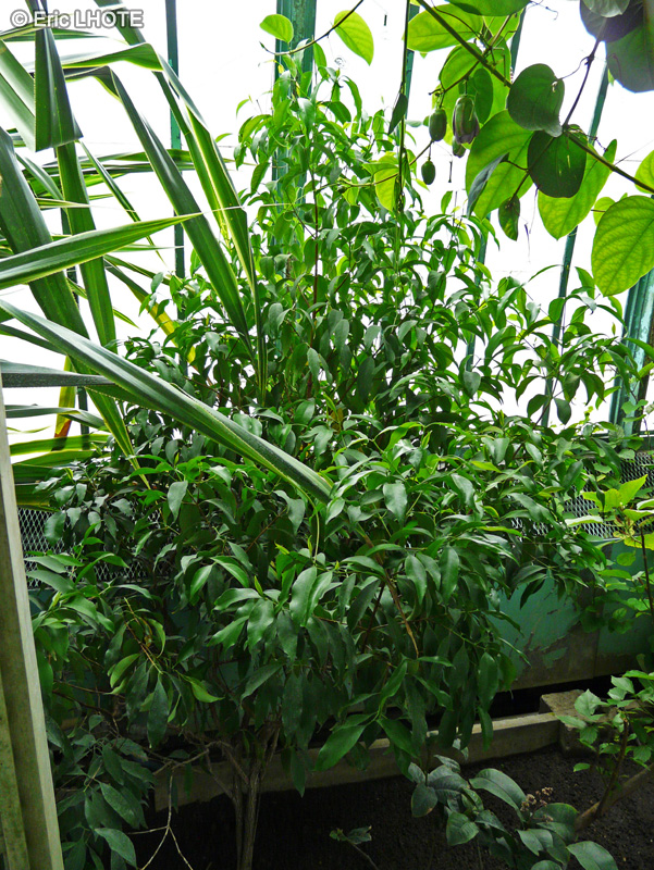 Rubiaceae - Tarenna supra-axillaris - Tarenna