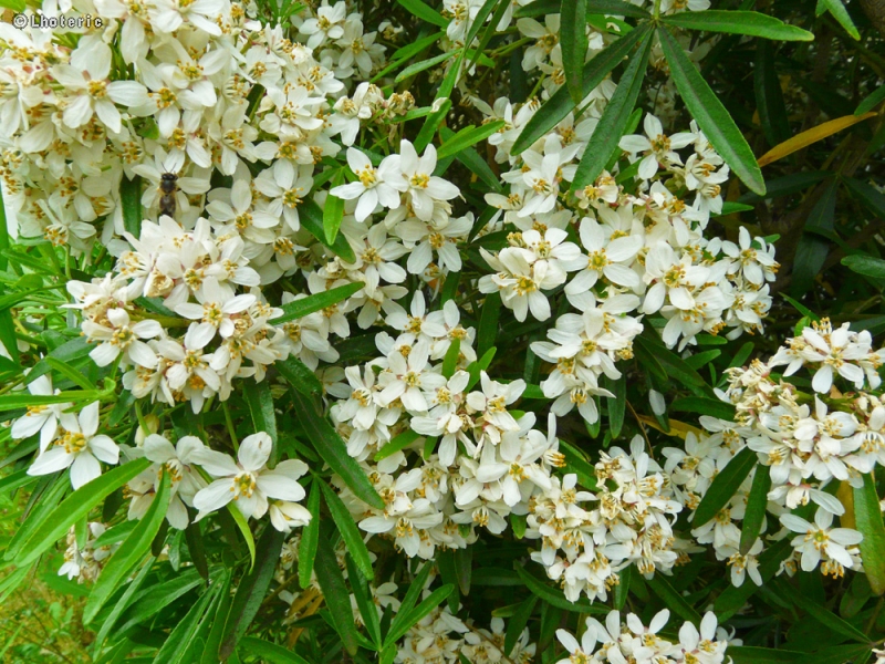  - Choisya Aztec Pearl - 