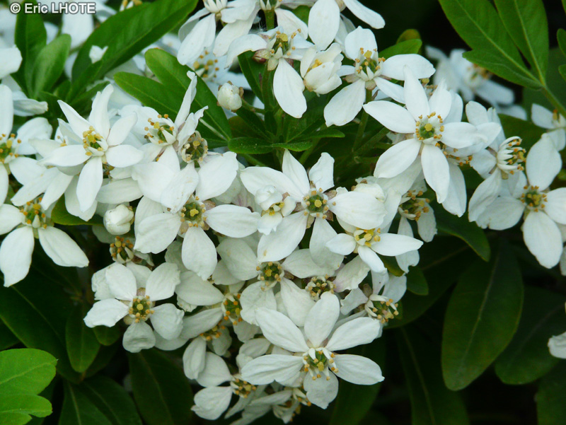 Rutaceae - Choisya ternata - Oranger du Mexique